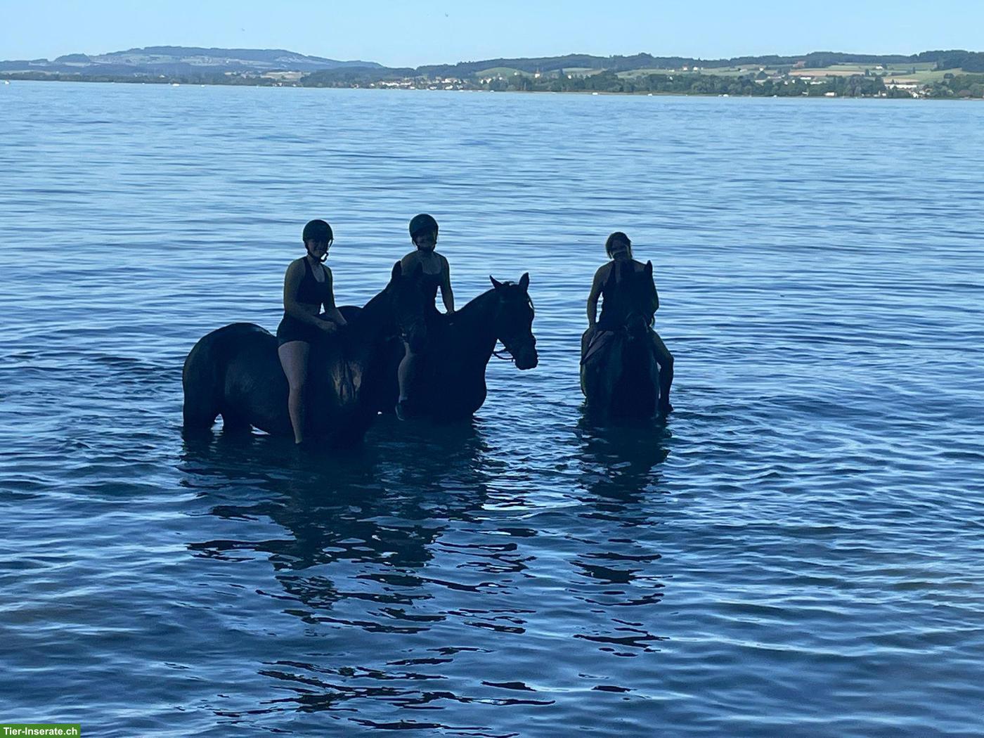 Bild 3: Amir vom Aeschlenberg - Traber/Araber x Pinto/Schweizer Warmblut