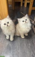 Chinchilla Perser Kätzchen, weiblich und männlich