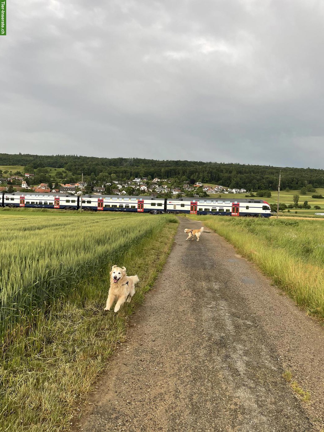 Bild 2: Zuverlässige, liebevolle Tierbetreuung für Hunde, Katzen & Vögel