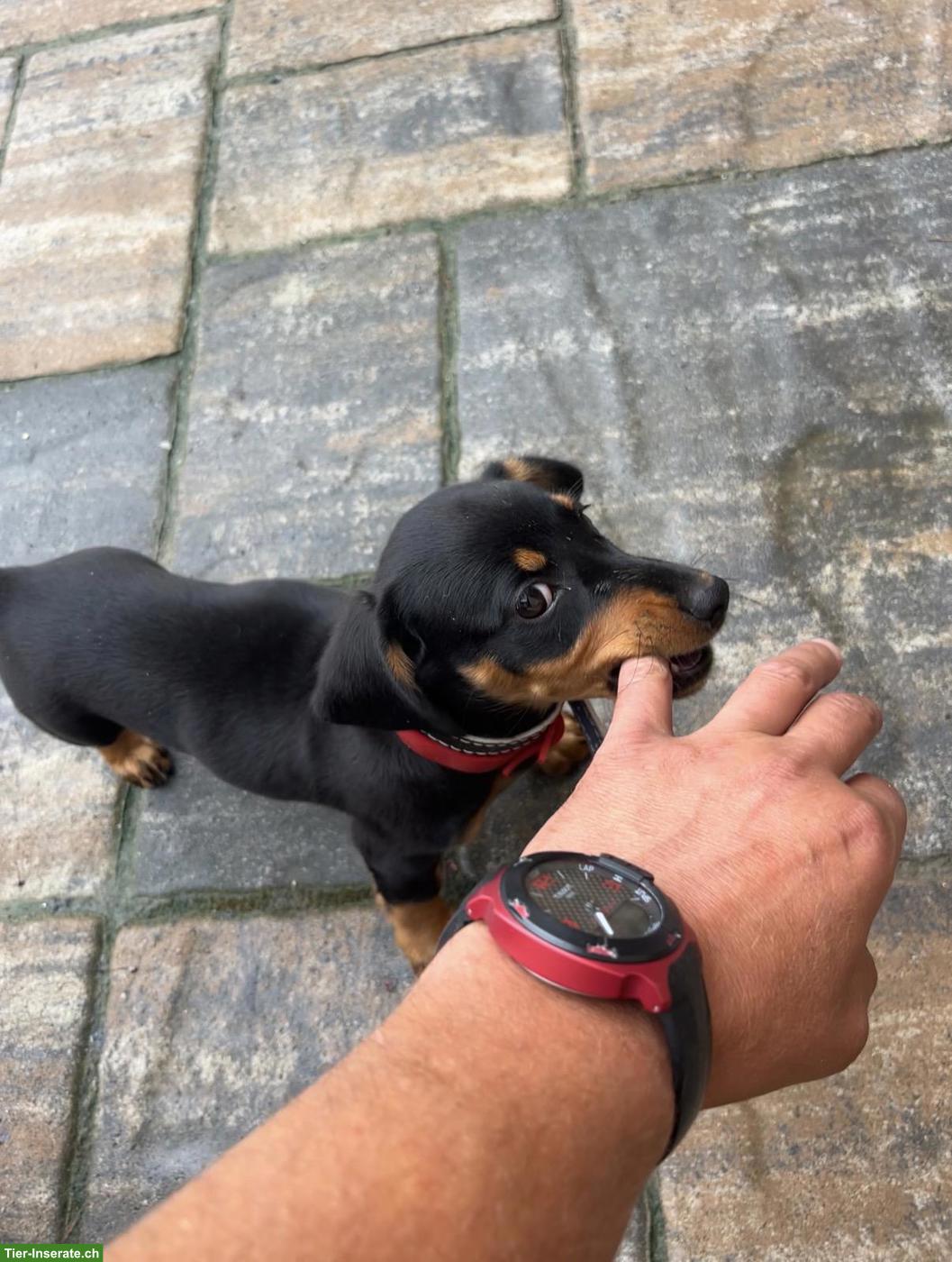Bild 4: Zuverlässige, liebevolle Tierbetreuung für Hunde, Katzen & Vögel
