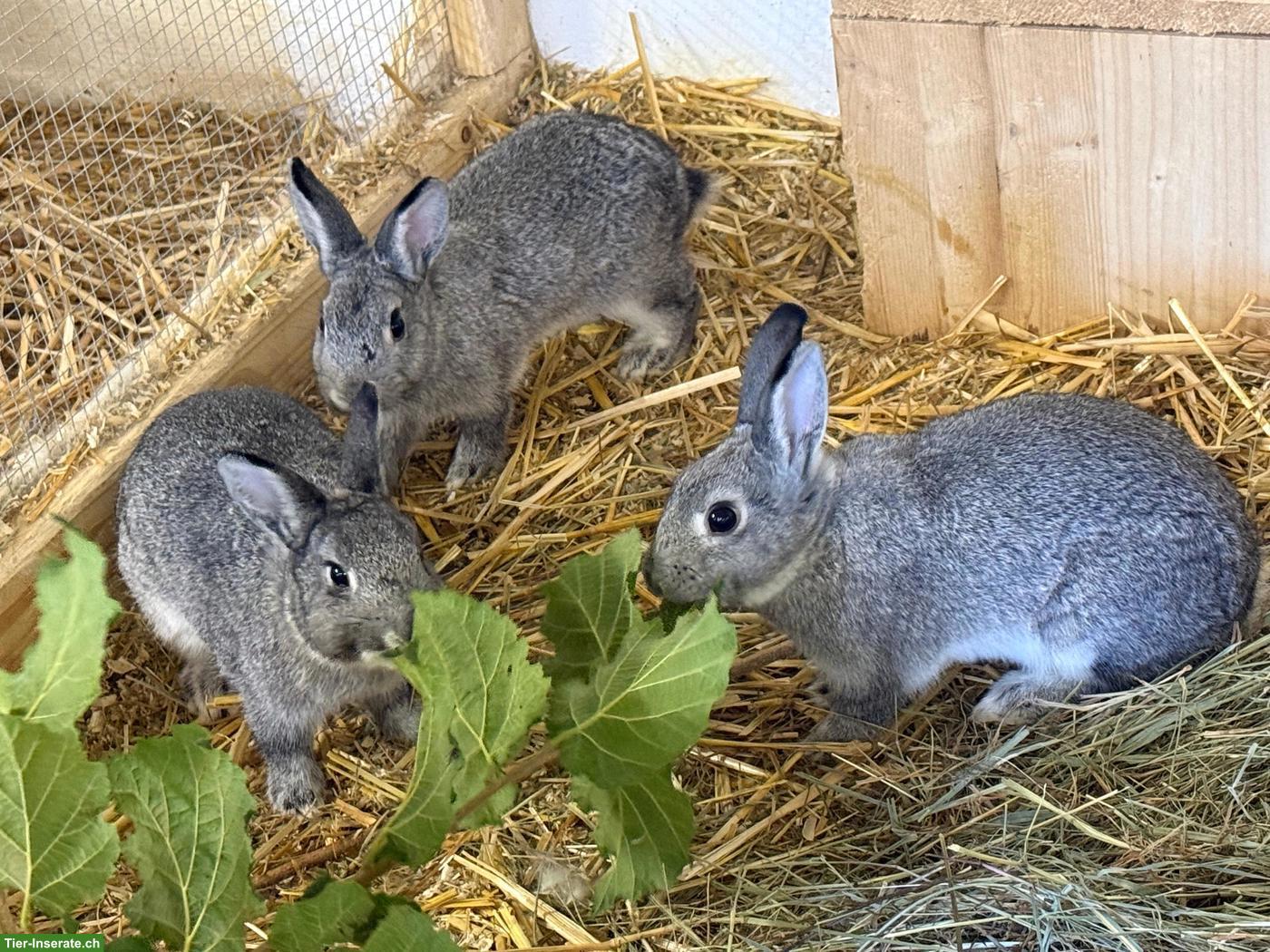 Zwergkaninchen (und Kleinrassenkaninchen) suchen neues Zuhause