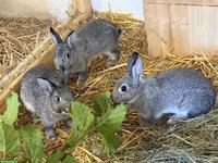 Zwergkaninchen (und Kleinrassenkaninchen) suchen neues Zuhause