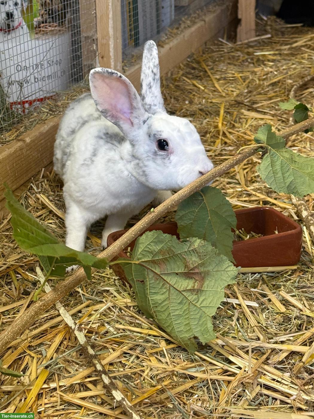 Bild 2: Zwergkaninchen (und Kleinrassenkaninchen) suchen neues Zuhause