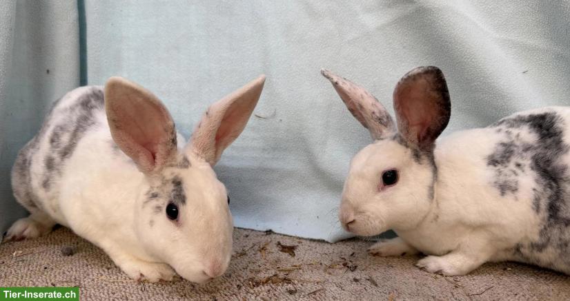 Bild 3: Zwergkaninchen (und Kleinrassenkaninchen) suchen neues Zuhause