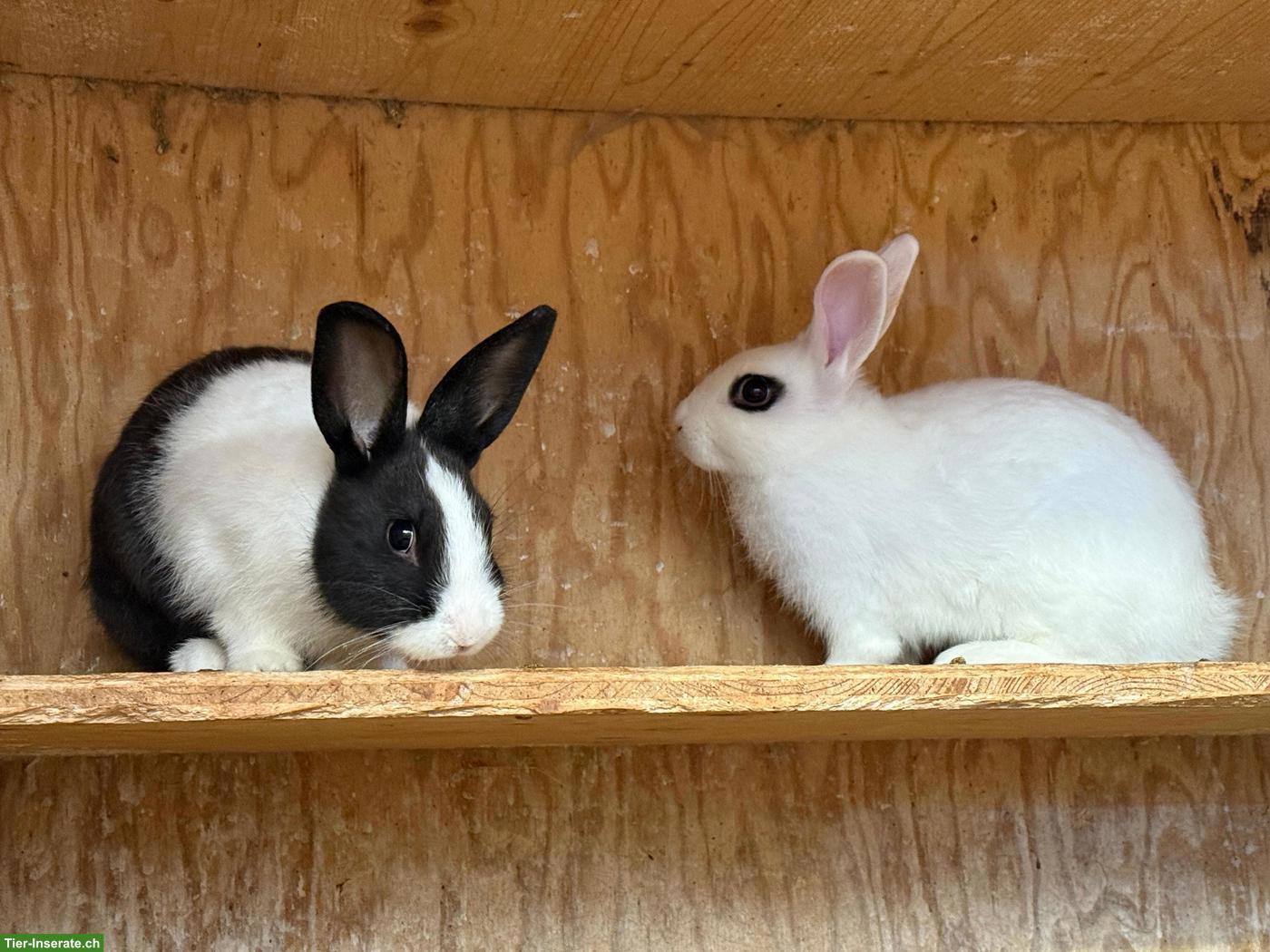 Bild 4: Zwergkaninchen (und Kleinrassenkaninchen) suchen neues Zuhause