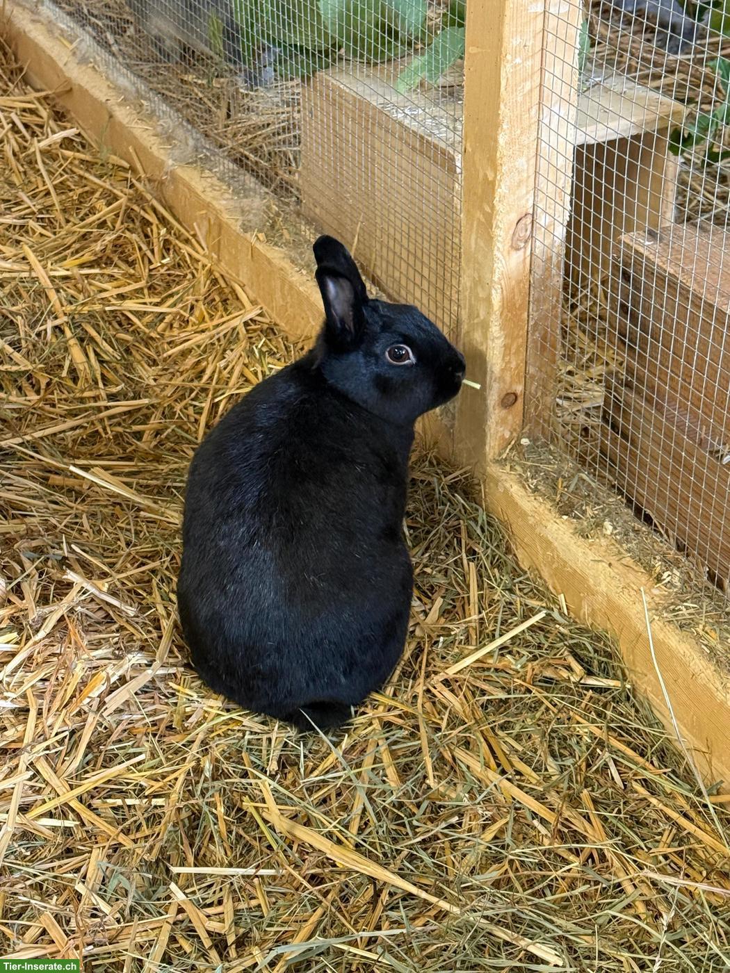 Bild 5: Zwergkaninchen (und Kleinrassenkaninchen) suchen neues Zuhause