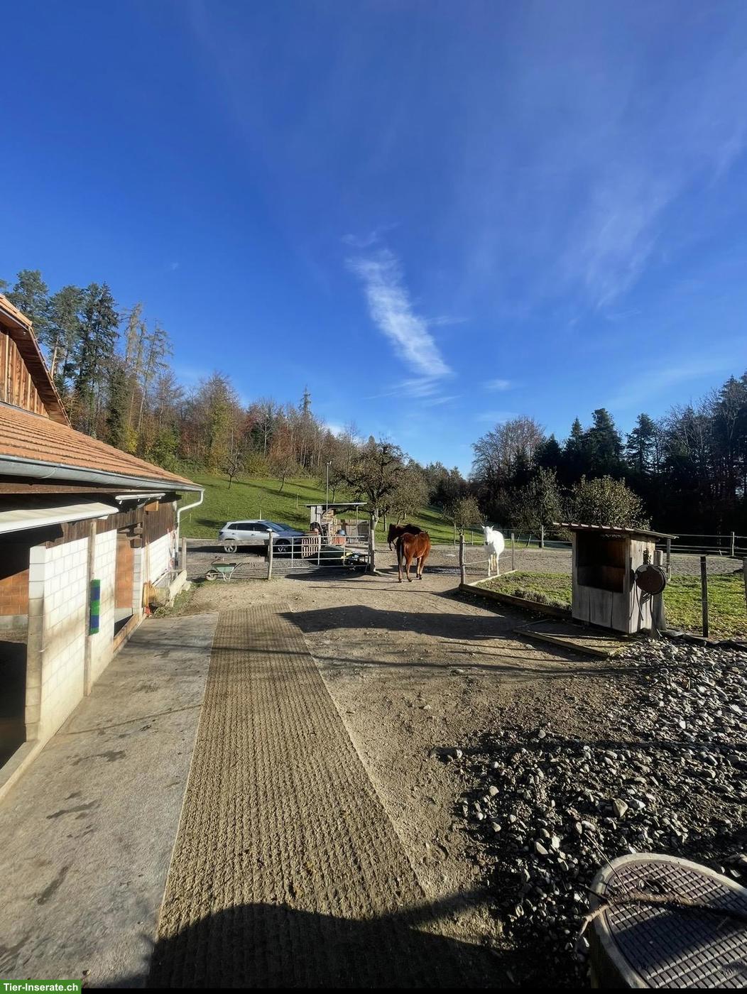 Bild 2: Freier Offenstallplatz in der Nähe von Thun
