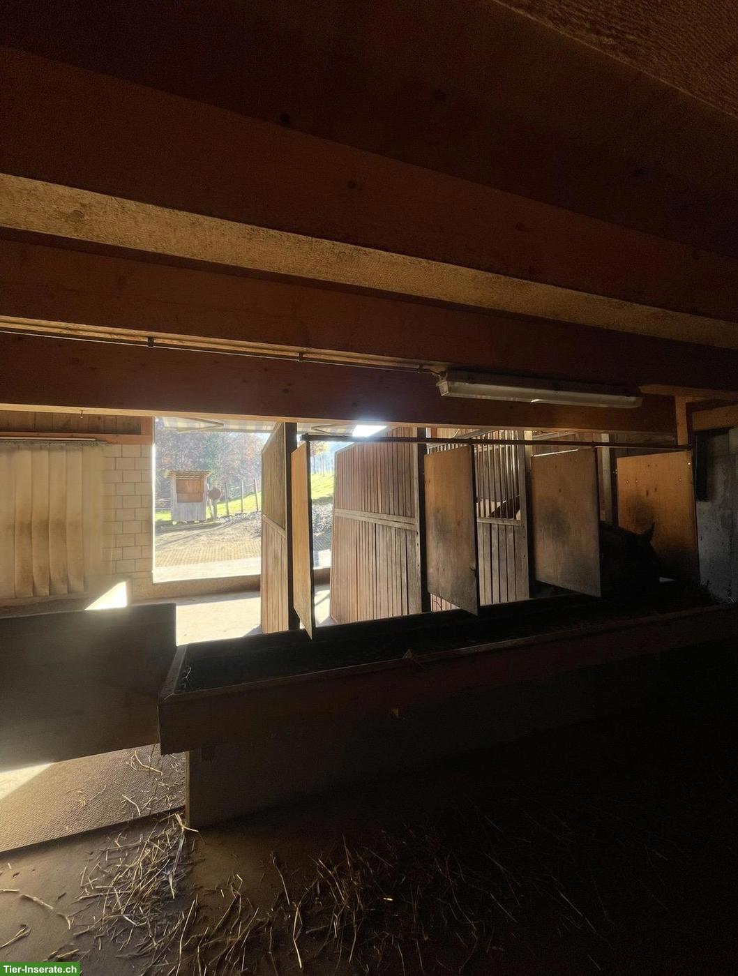 Bild 4: Freier Offenstallplatz in der Nähe von Thun