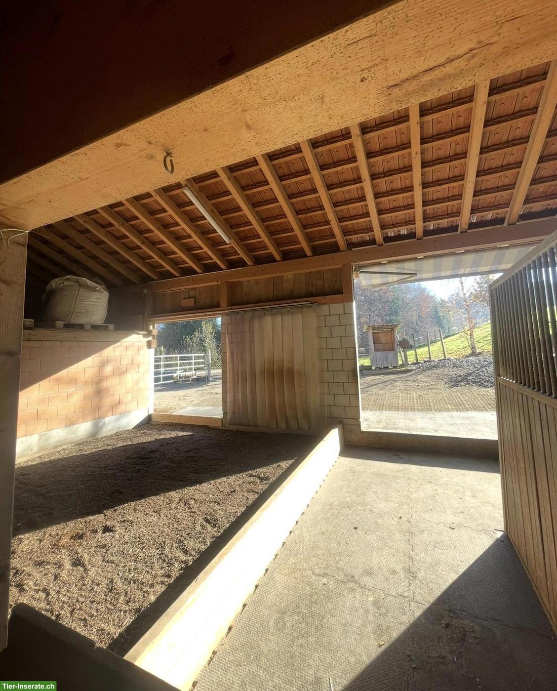 Bild 5: Freier Offenstallplatz in der Nähe von Thun