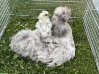 Spezielle Seidenhuhn-Hennen (splash) zu verkaufen