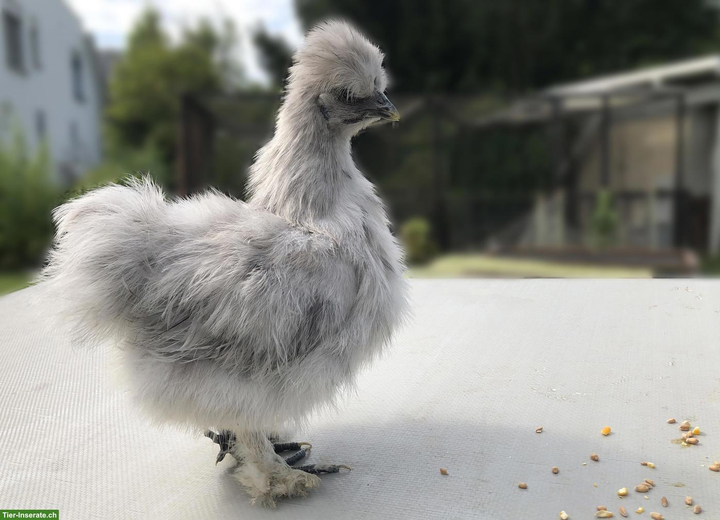 Bild 2: Spezielle Seidenhuhn-Hennen (splash) zu verkaufen
