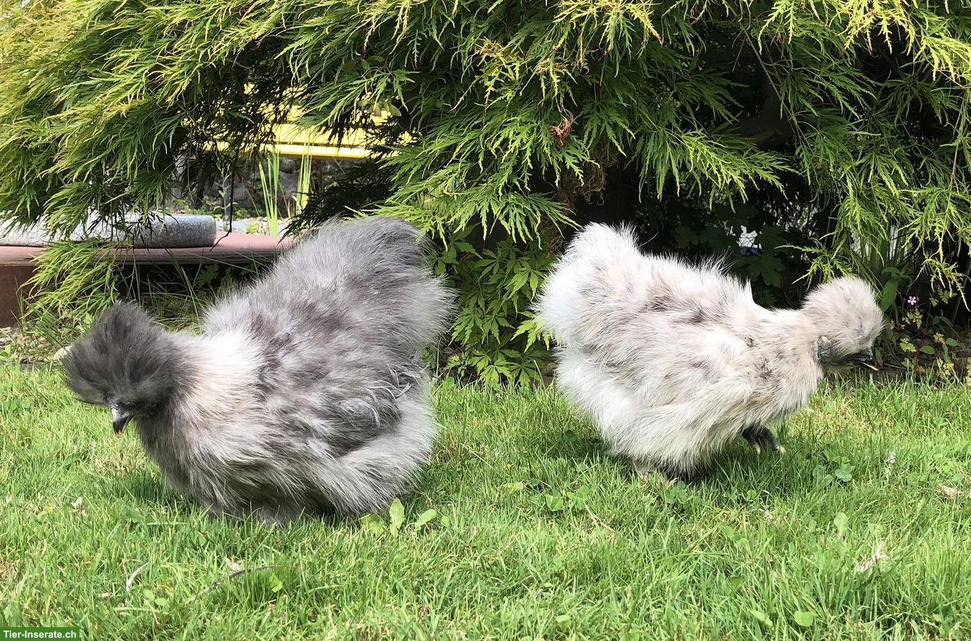 Bild 3: Spezielle Seidenhuhn-Hennen (splash) zu verkaufen
