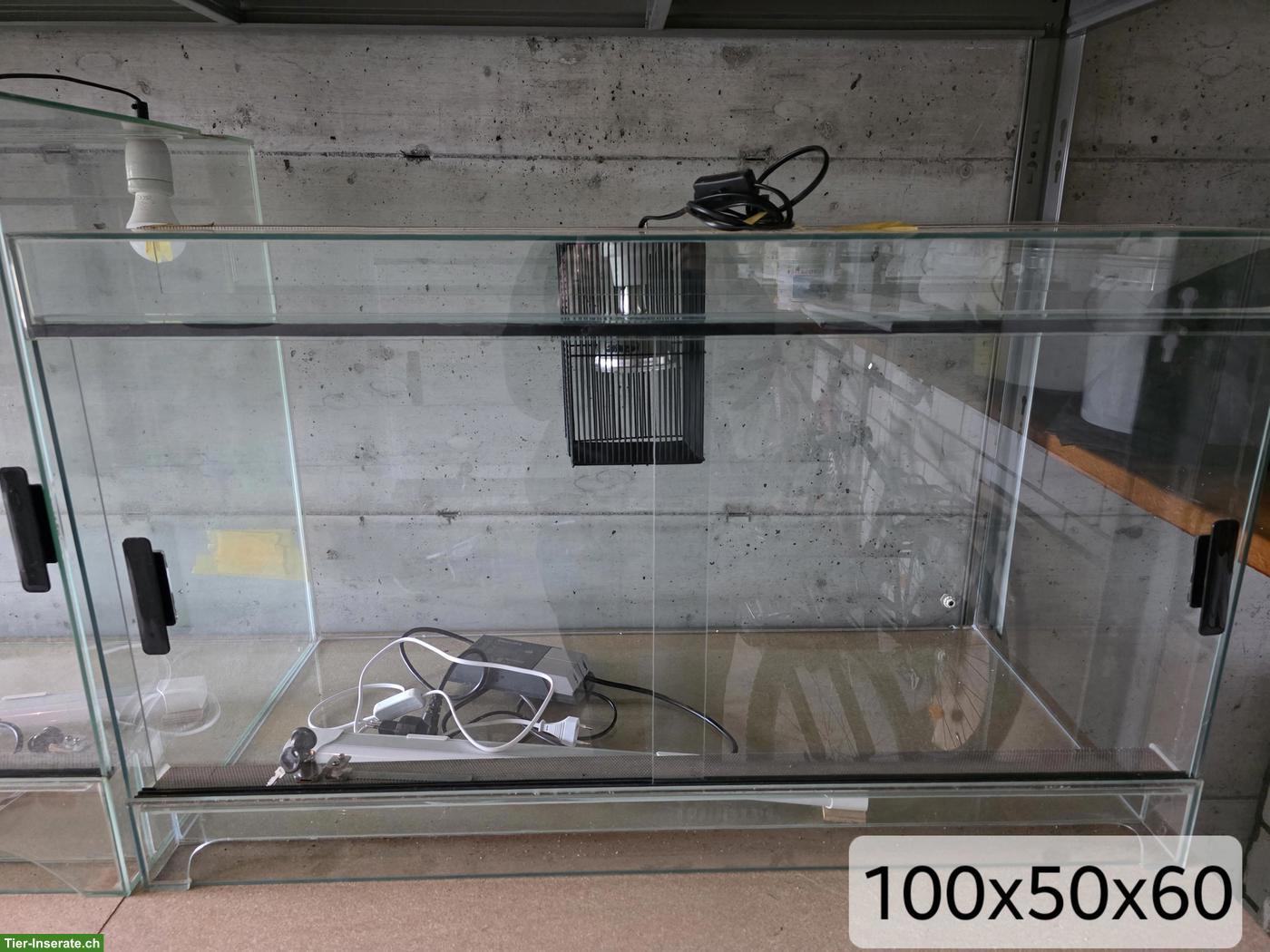 Glas Terrarium 100x50x60cm zu verkaufen
