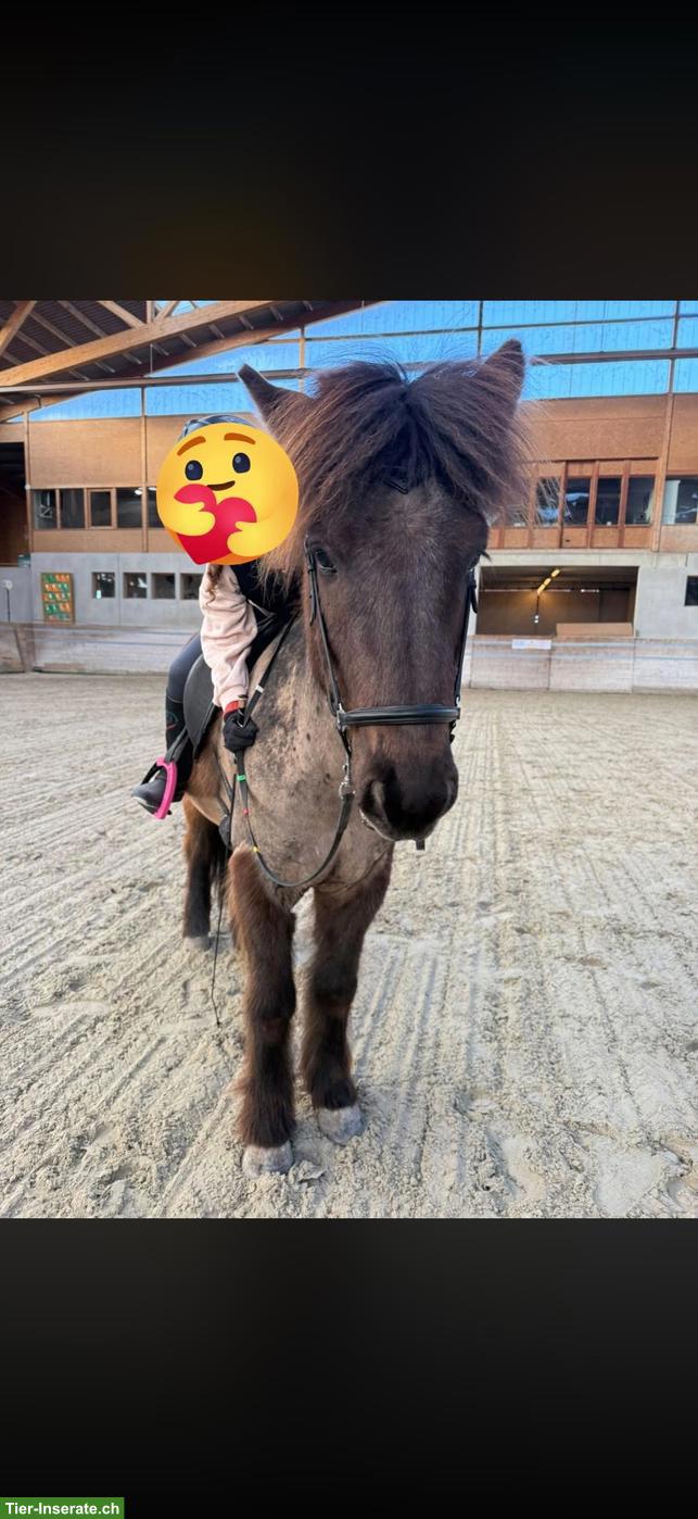 Bild 3: Isländer Wallach, Eierlegende-Wollmilchsau
