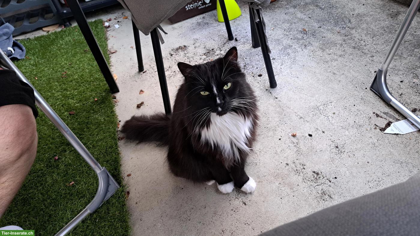 Spielkollegen/in gesucht für unseren 3-jährigen Kater