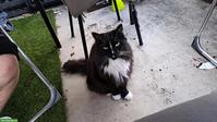 Spielkollegen/in gesucht für unseren 3-jährigen Kater