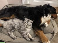 Maine Coon (Zucht-)Katze, wunderschön und sehr verschmust