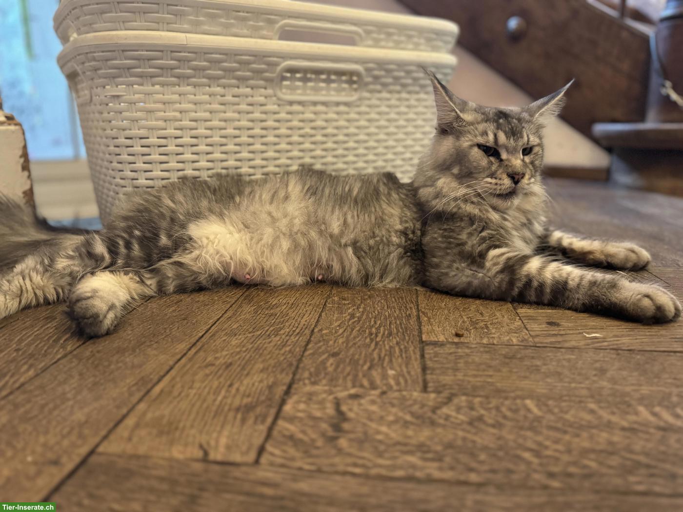 Bild 2: Maine Coon (Zucht-)Katze, wunderschön und sehr verschmust