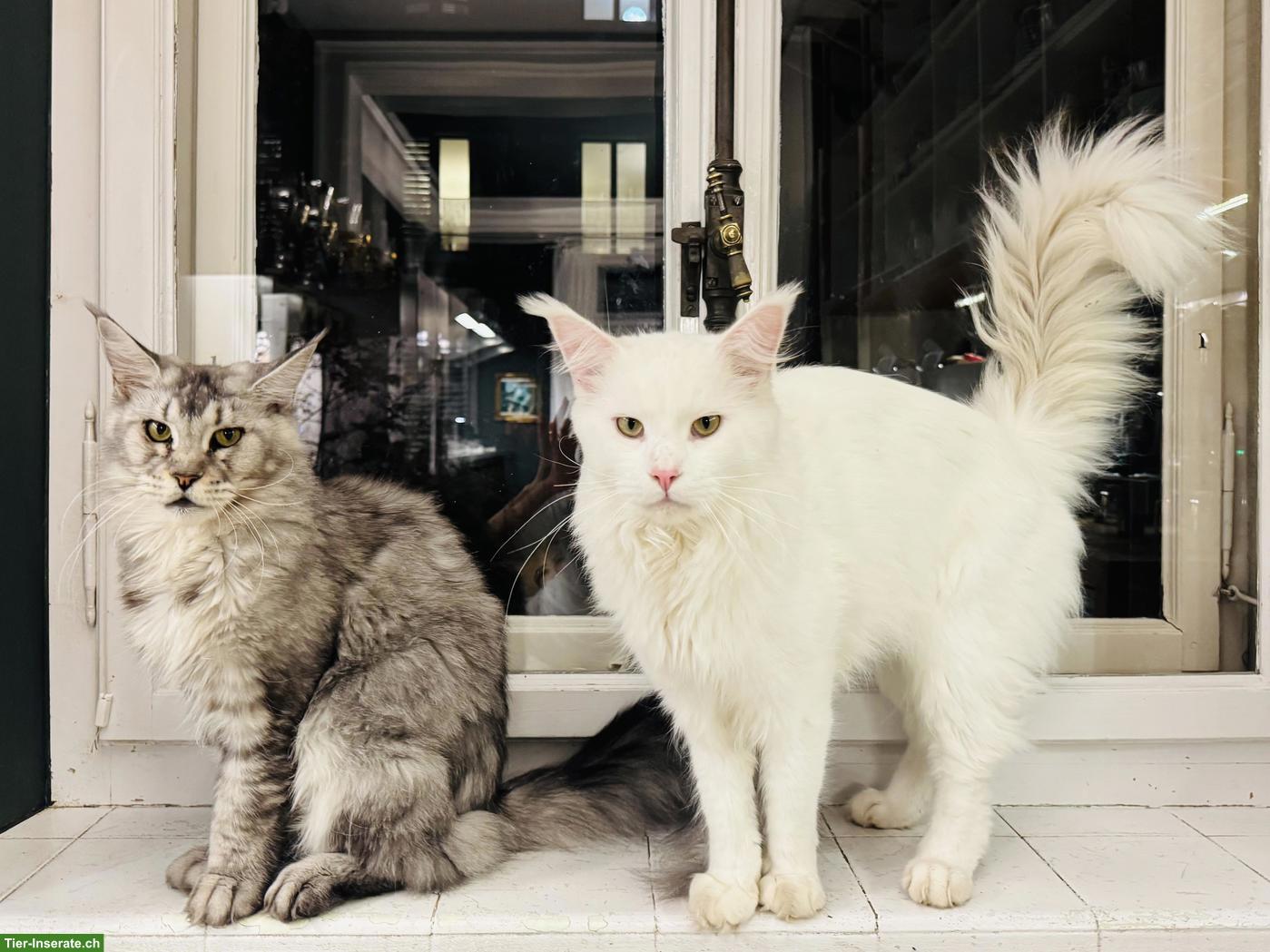 Bild 3: Maine Coon (Zucht-)Katze, wunderschön und sehr verschmust