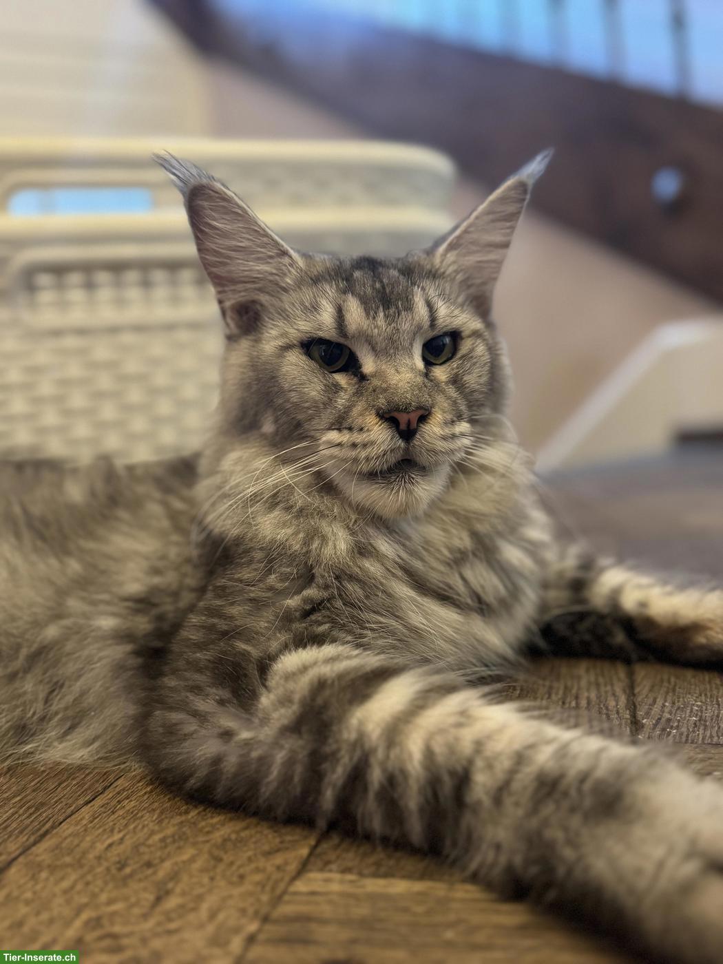Bild 4: Maine Coon (Zucht-)Katze, wunderschön und sehr verschmust