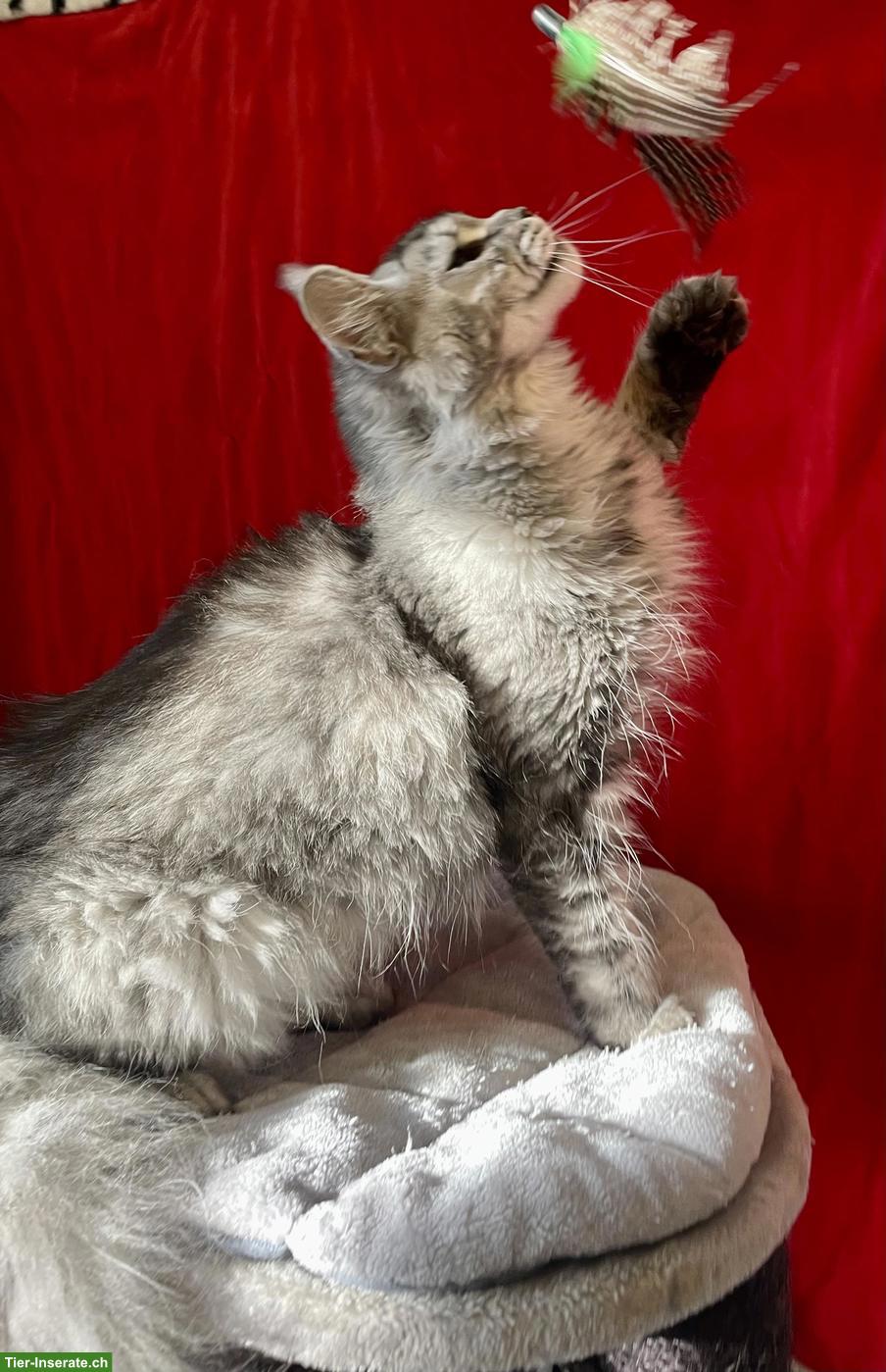 Bild 5: Maine Coon (Zucht-)Katze, wunderschön und sehr verschmust