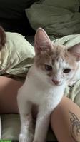 Lieber Kater, 4 Monate alt sucht ein neues Zuhause