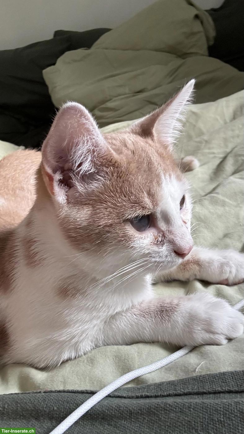 Bild 2: Lieber Kater, 4 Monate alt sucht ein neues Zuhause