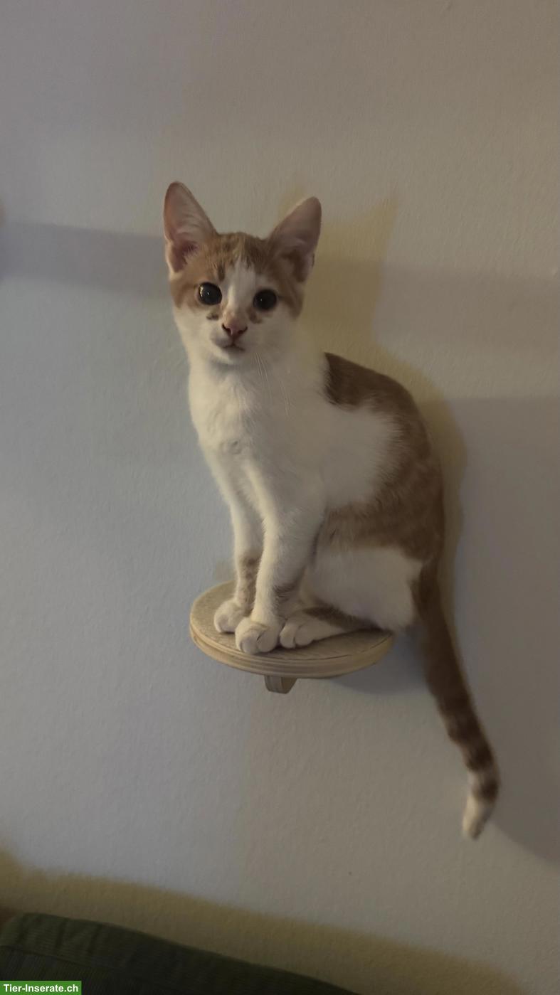Bild 3: Lieber Kater, 4 Monate alt sucht ein neues Zuhause
