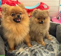 Gloria & Cindy | Pomeranian Zwergspitz Welpinnen suchen ein Zuhause