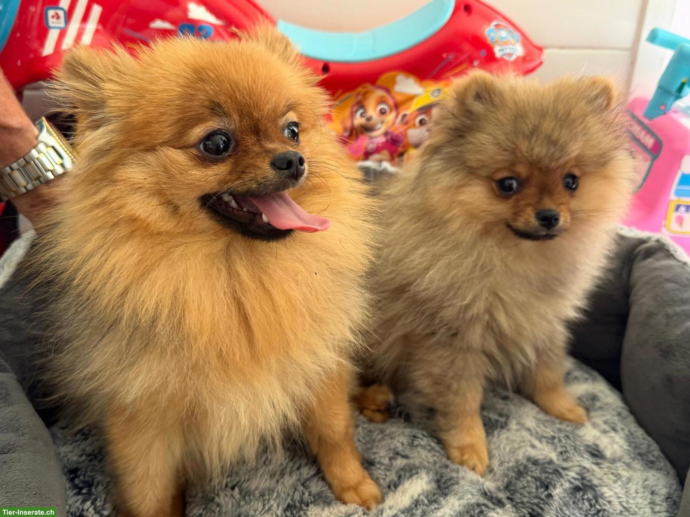 Bild 2: Gloria & Cindy | Pomeranian Zwergspitz Welpinnen suchen ein Zuhause