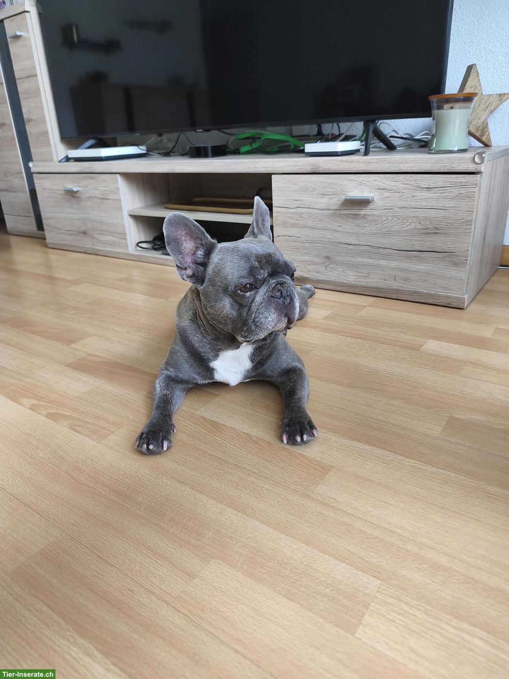 Französische Bulldogge, Rüde Mailo, blue brindle