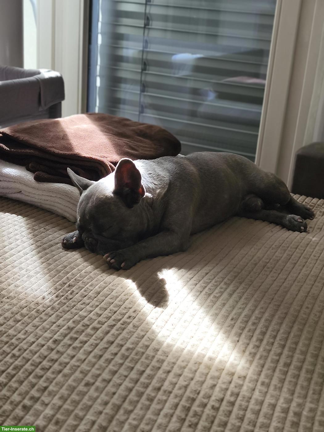 Bild 10: Französische Bulldogge, Rüde Mailo, blue brindle