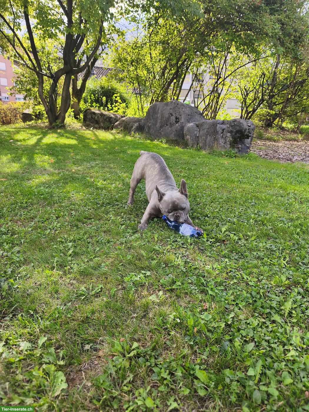 Bild 2: Französische Bulldogge, Rüde Mailo, blue brindle