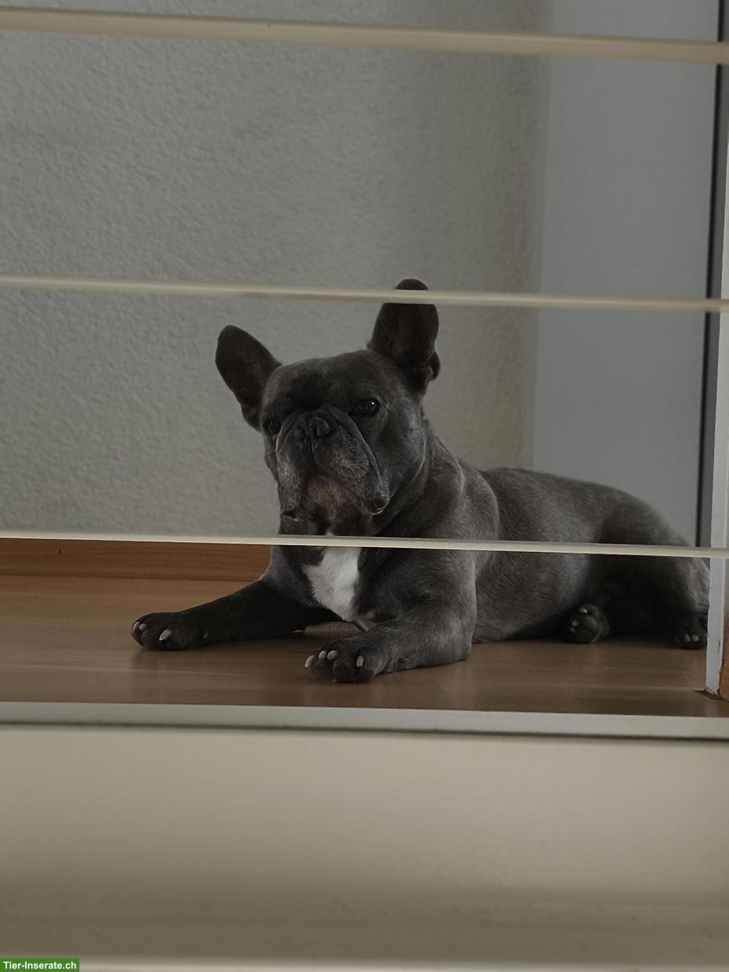 Bild 3: Französische Bulldogge, Rüde Mailo, blue brindle