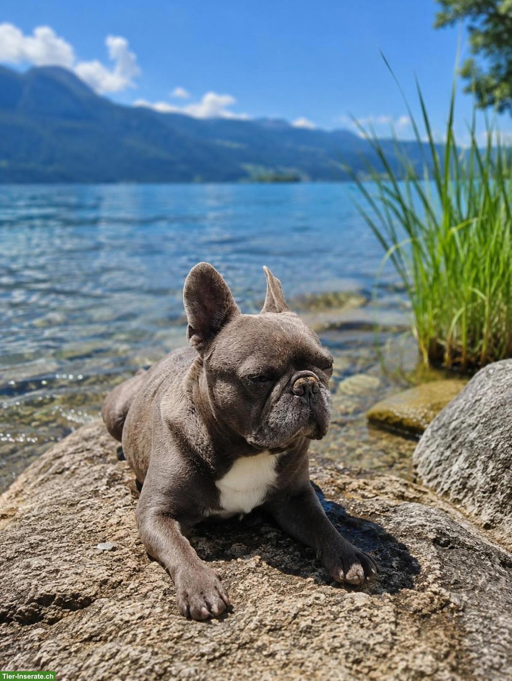 Bild 4: Französische Bulldogge, Rüde Mailo, blue brindle