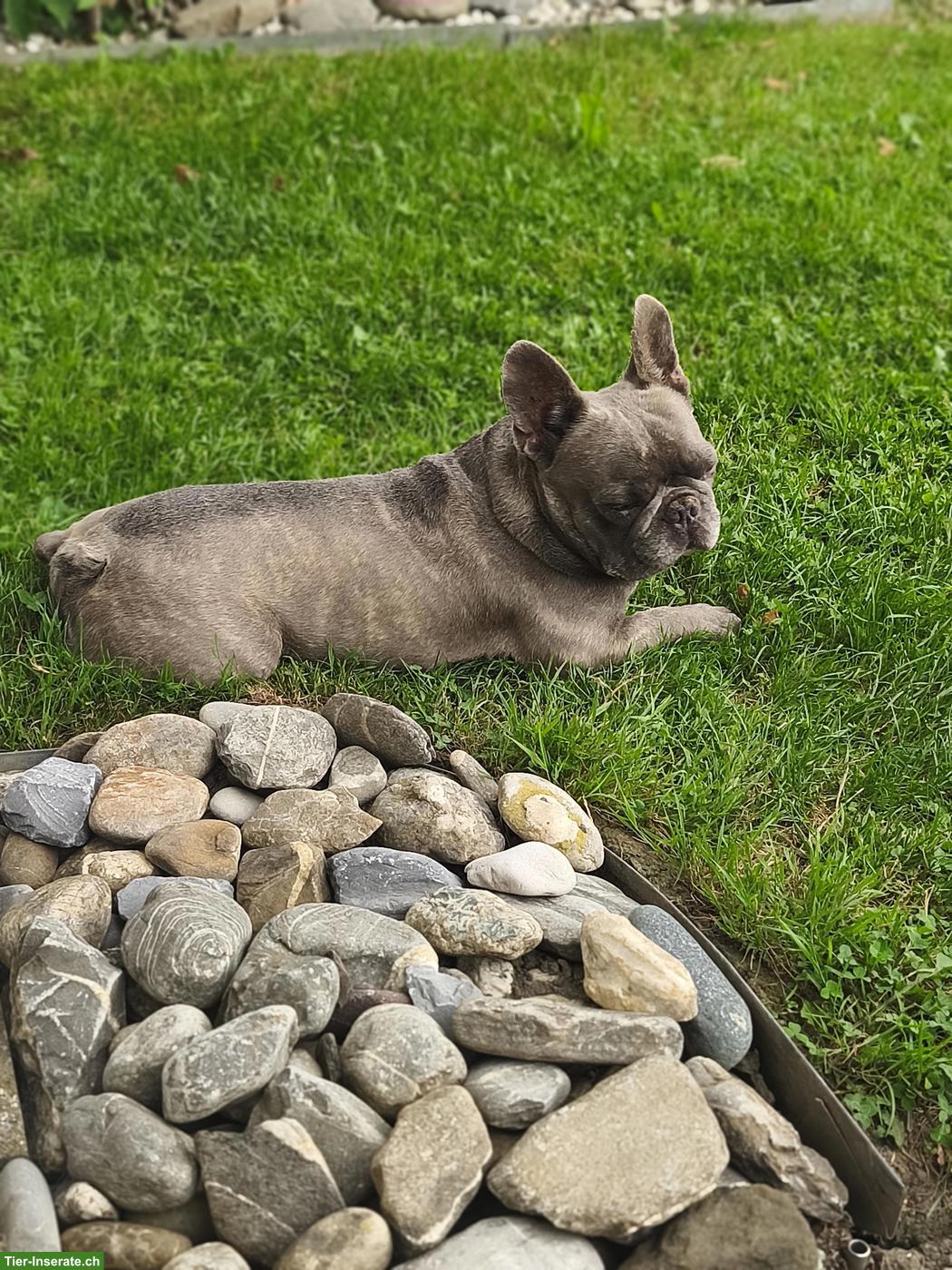 Bild 5: Französische Bulldogge, Rüde Mailo, blue brindle