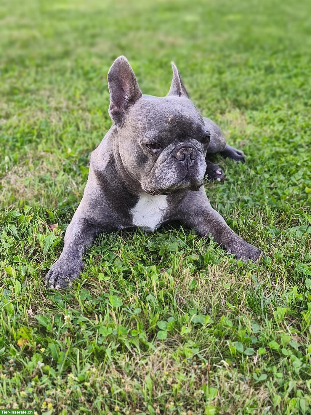 Bild 6: Französische Bulldogge, Rüde Mailo, blue brindle