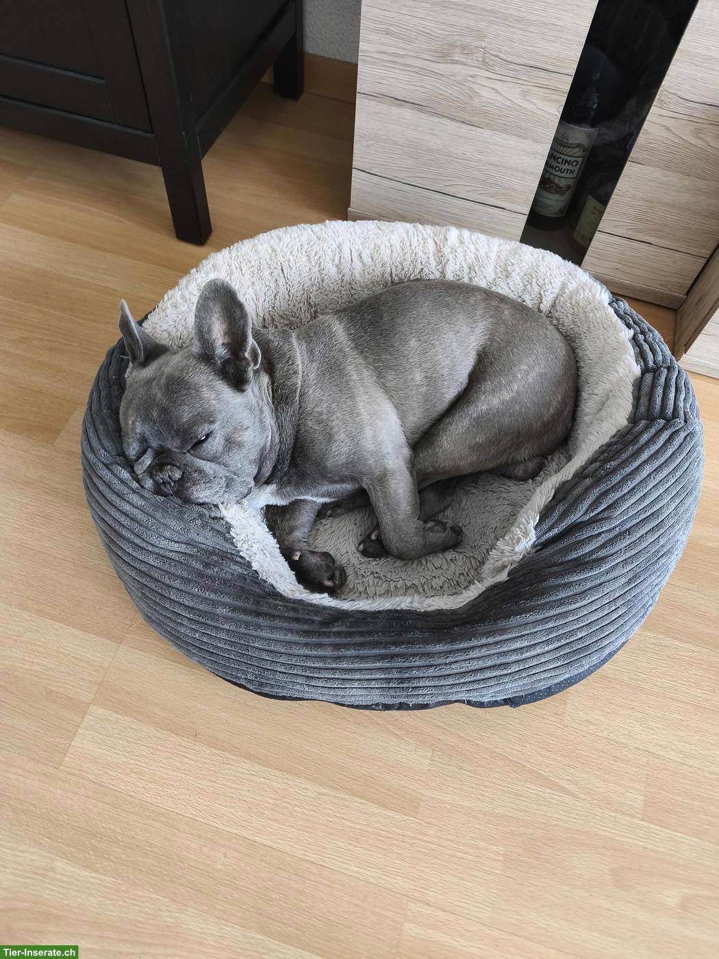 Bild 7: Französische Bulldogge, Rüde Mailo, blue brindle