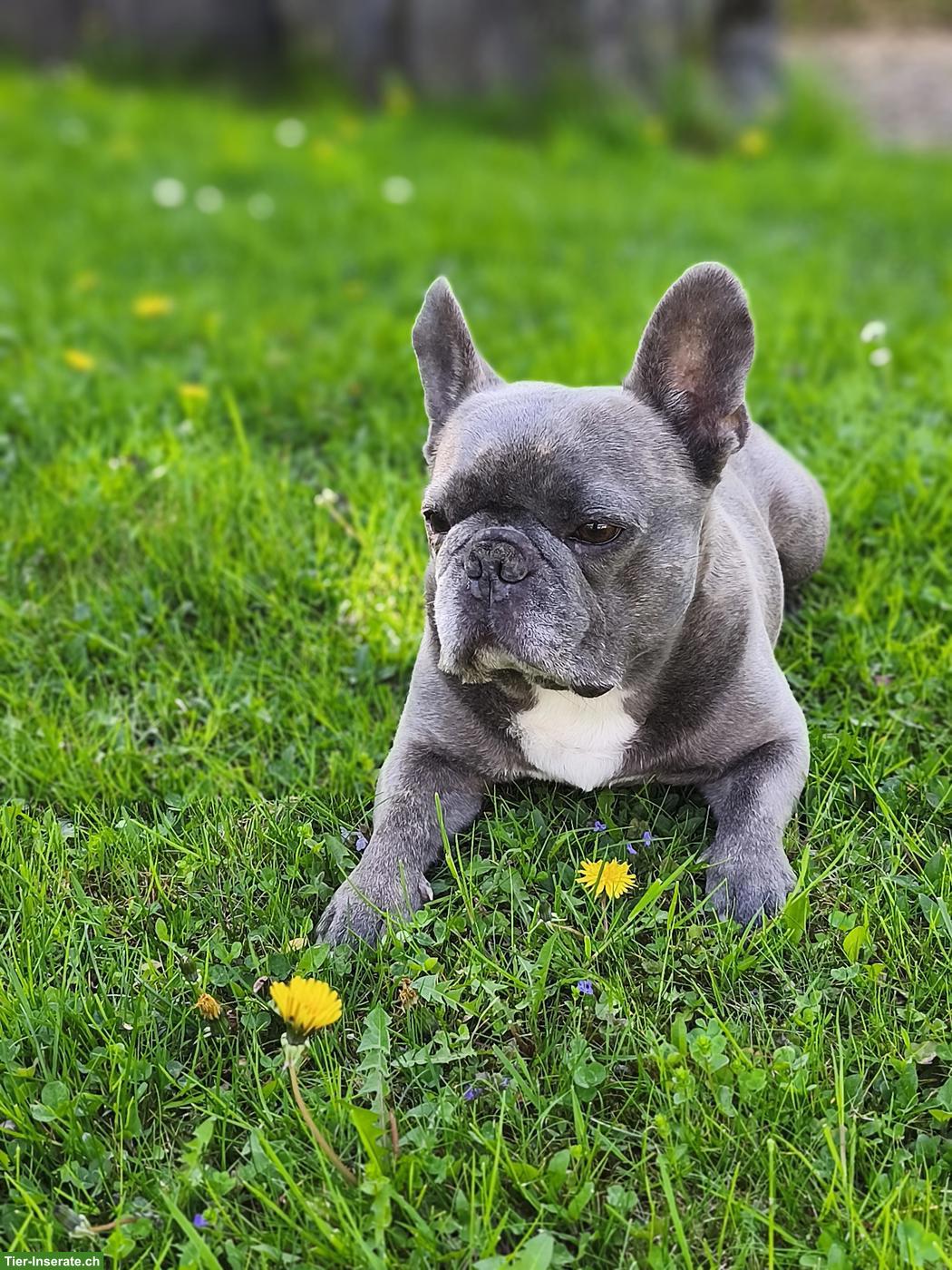 Bild 8: Französische Bulldogge, Rüde Mailo, blue brindle