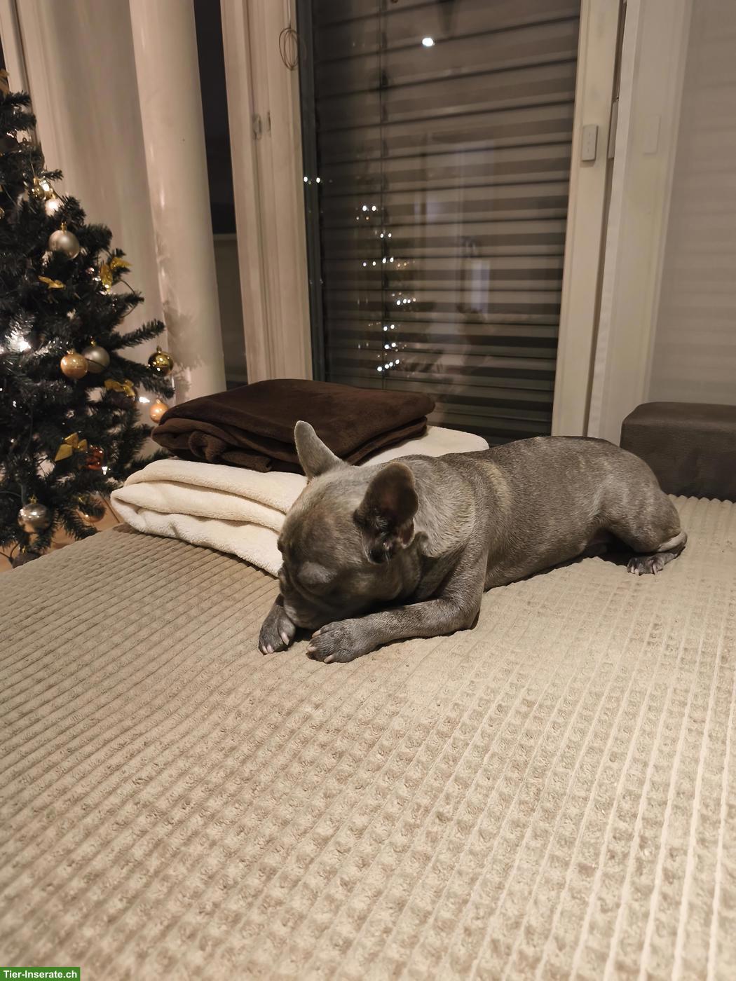 Bild 9: Französische Bulldogge, Rüde Mailo, blue brindle