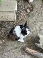4 Löwenkopf Kaninchen inkl. Gehege und Zubehör