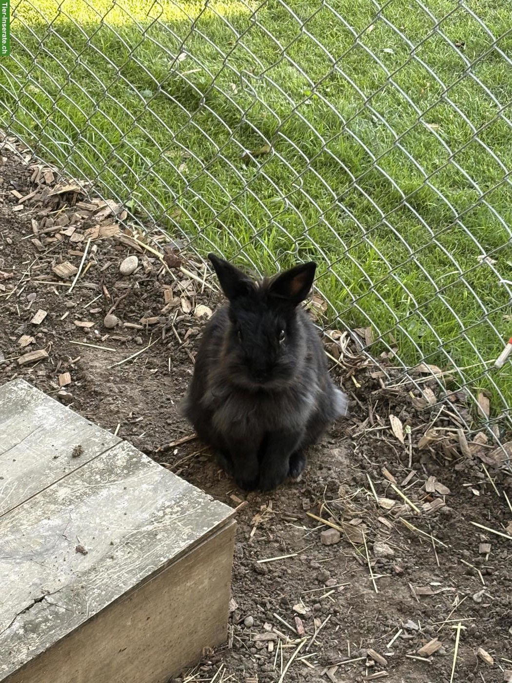 Bild 3: 4 Löwenkopf Kaninchen inkl. Gehege und Zubehör