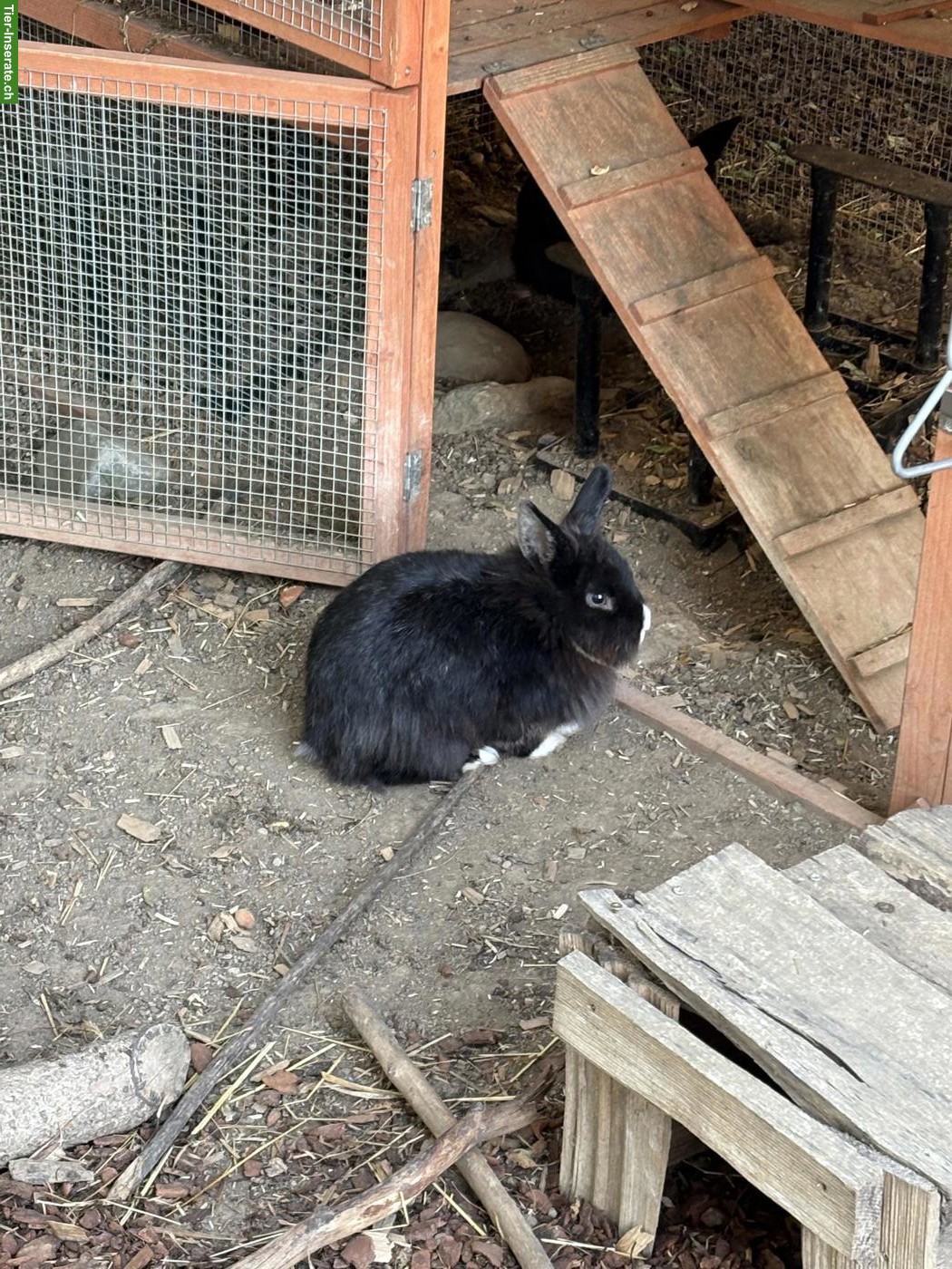 Bild 4: 4 Löwenkopf Kaninchen inkl. Gehege und Zubehör
