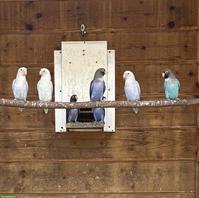Russköpfchen (Agapornis nigrigenis)