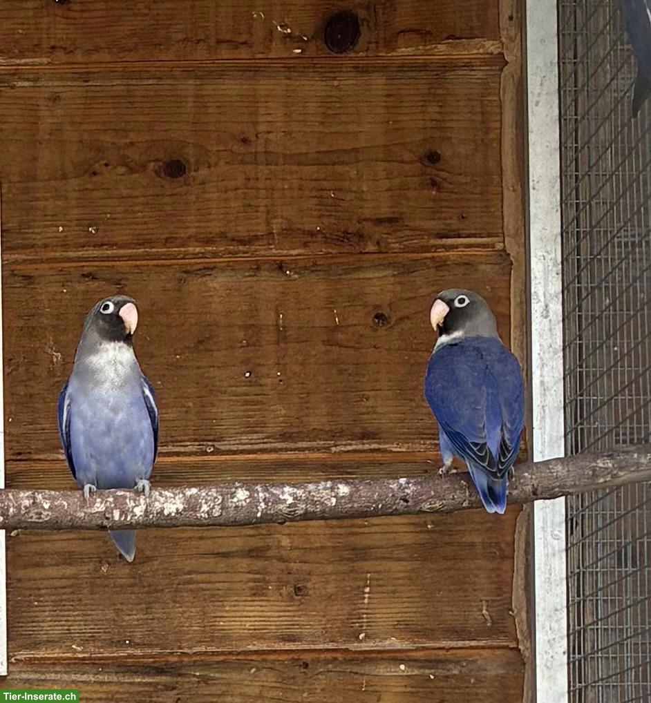 Bild 2: Russköpfchen (Agapornis nigrigenis)