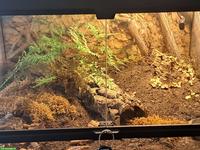 Vogelspinnen zu verkaufen: A. geniculata & B. hamorii