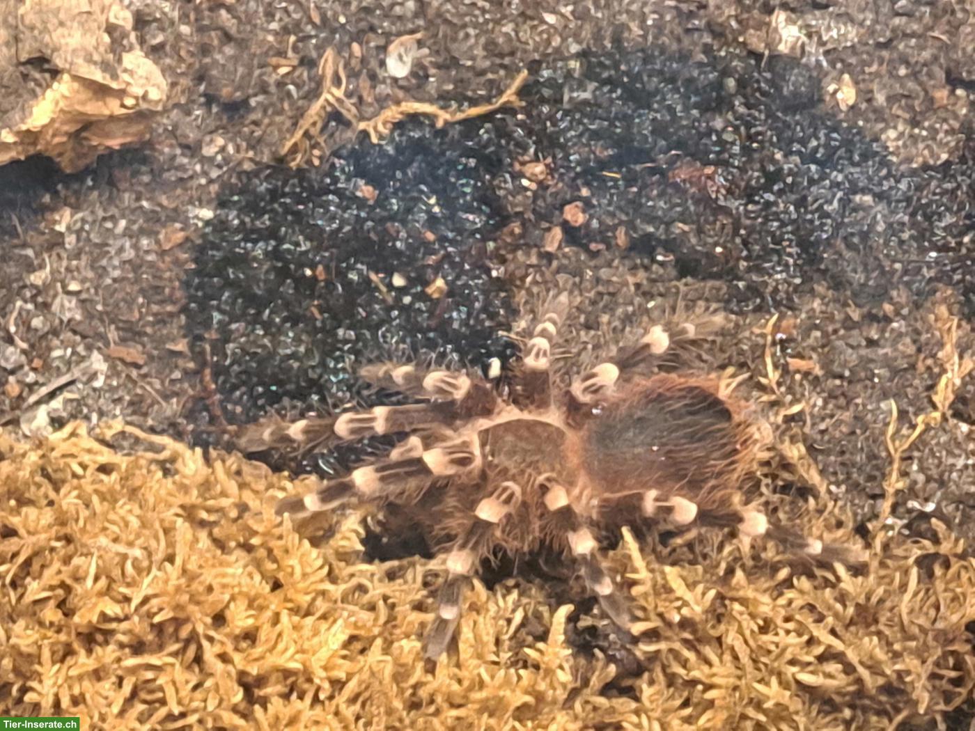 Bild 2: Vogelspinnen zu verkaufen: A. geniculata & B. hamorii