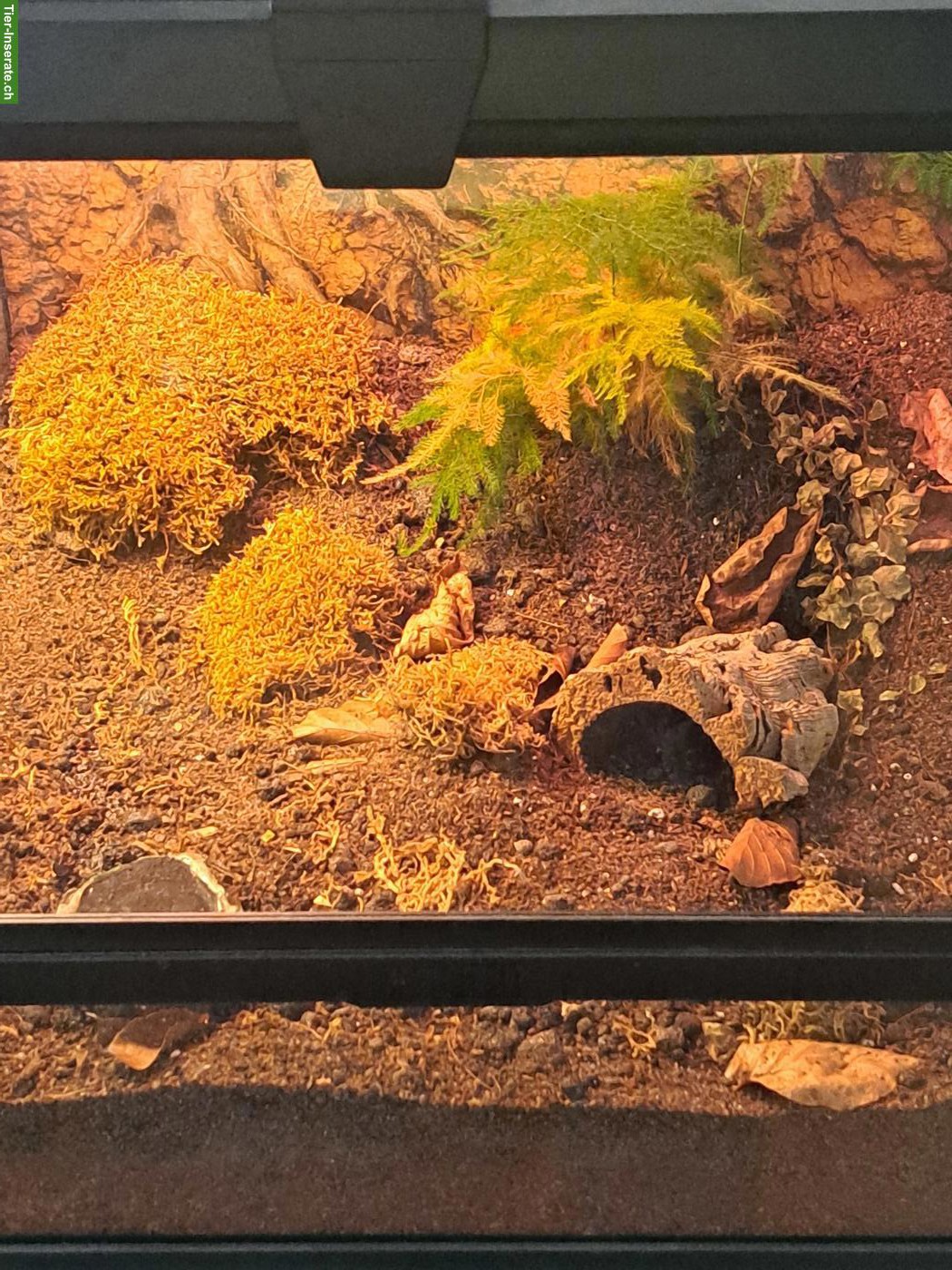Bild 3: Vogelspinnen zu verkaufen: A. geniculata & B. hamorii