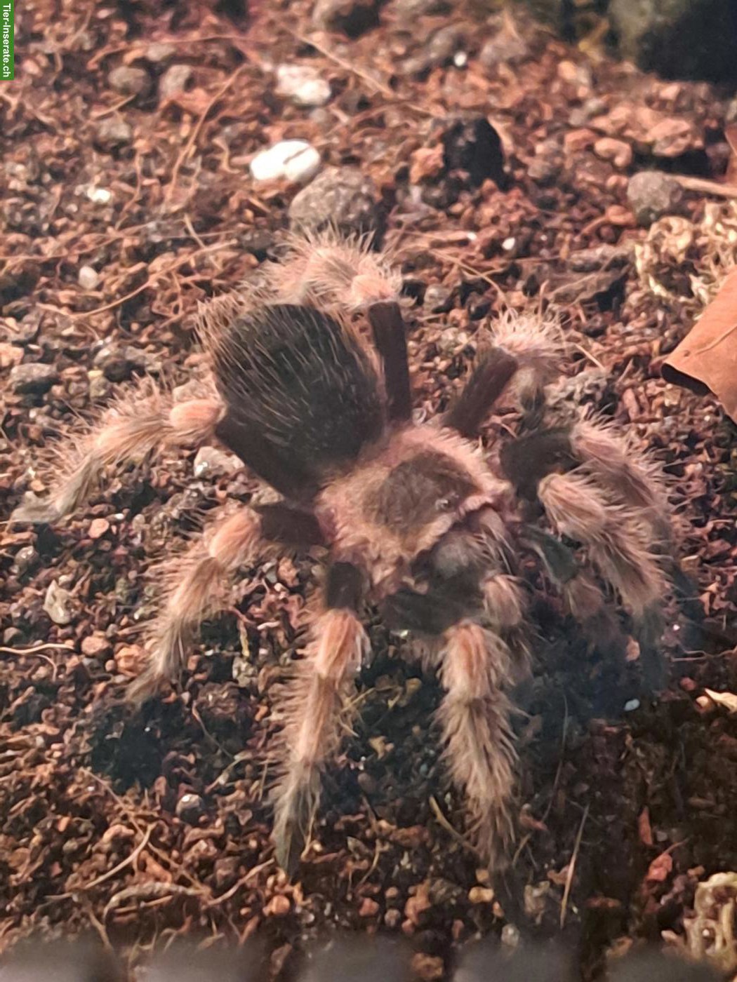 Bild 4: Vogelspinnen zu verkaufen: A. geniculata & B. hamorii