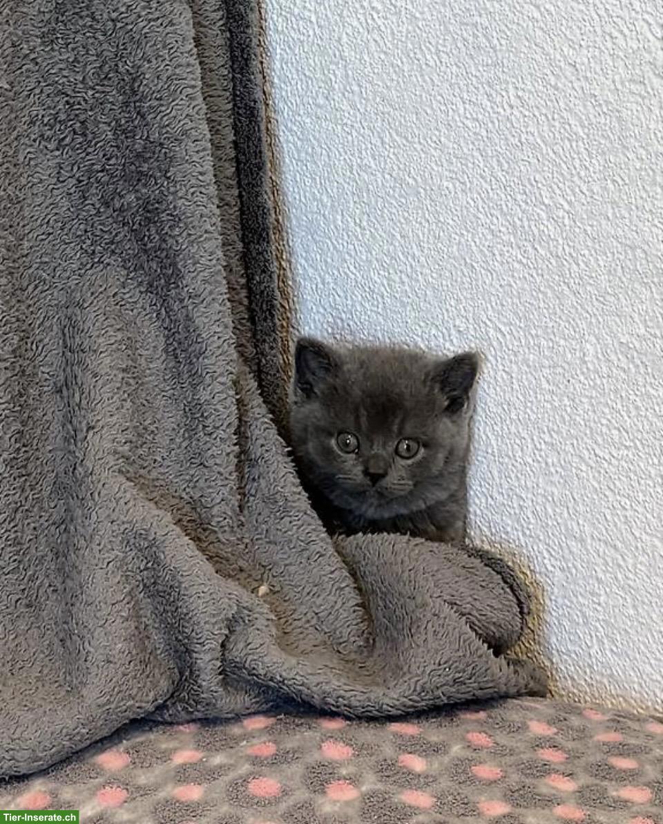Britisch Kurzhaar Kitten, Kater
